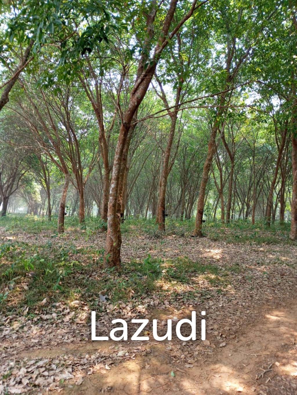 268 Rai Land For Sale Close to Chiang Saen Lake