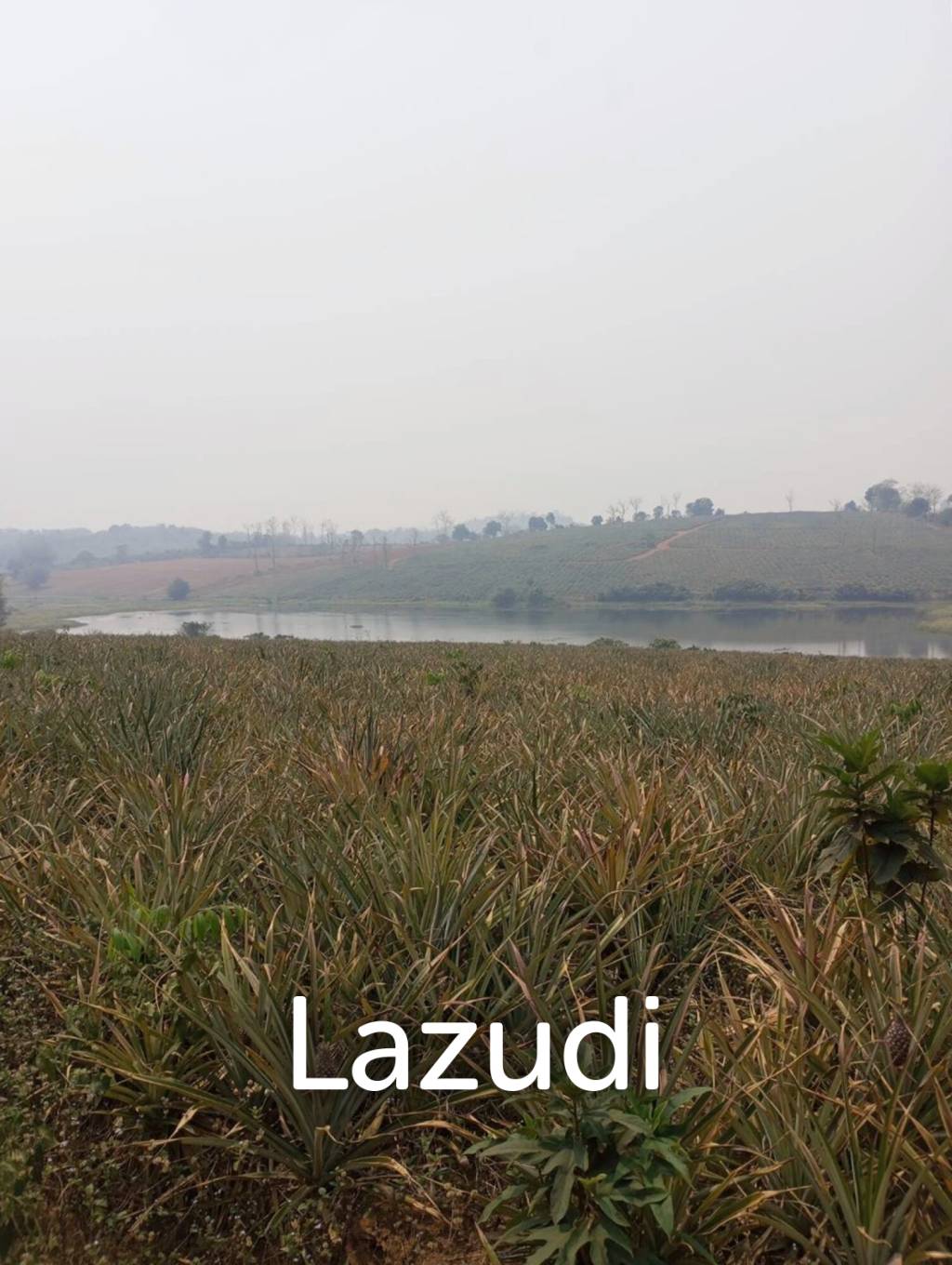 268 Rai Land For Sale Close to Chiang Saen Lake
