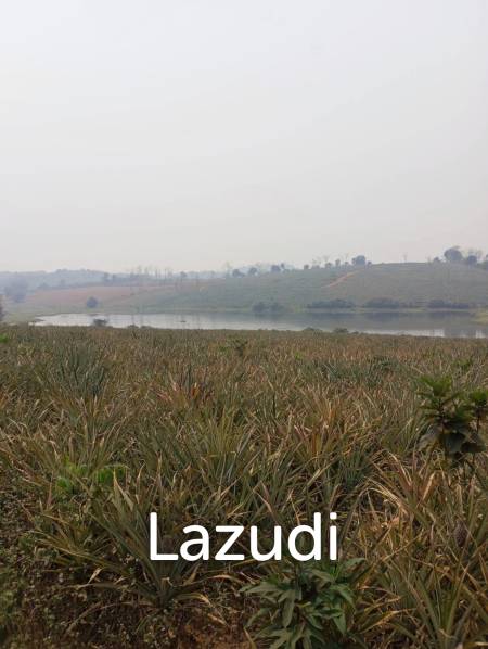 268 Rai Land For Sale Close to Chiang Saen Lake