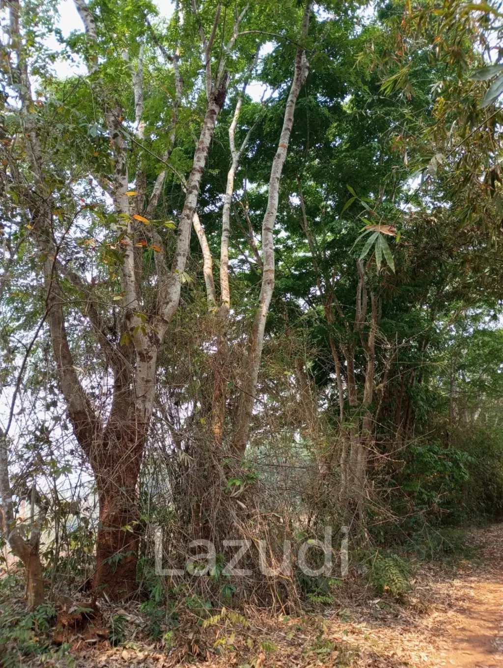 ขายที่ดิน 268 ไร่ติดกับทะเลสาบเชียงแสน ราคาพิเศษ!
