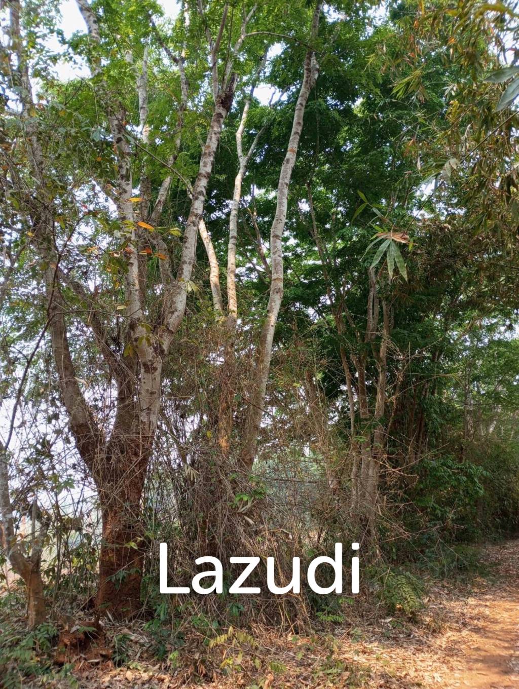 268 Rai Land For Sale Close to Chiang Saen Lake