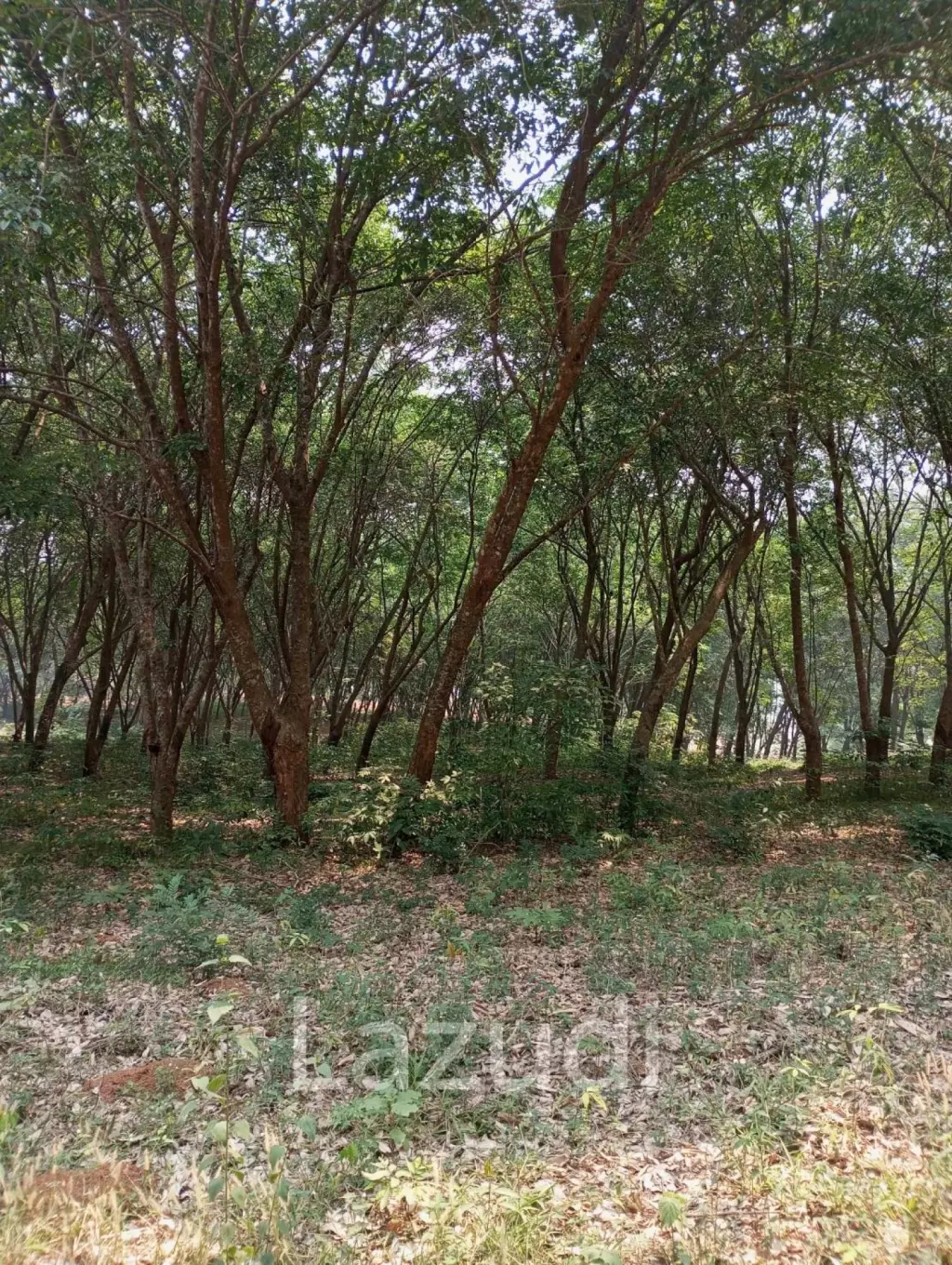 ขายที่ดิน 268 ไร่ติดกับทะเลสาบเชียงแสน ราคาพิเศษ!