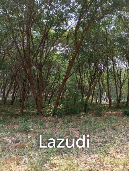 268 Rai Land For Sale Close to Chiang Saen Lake