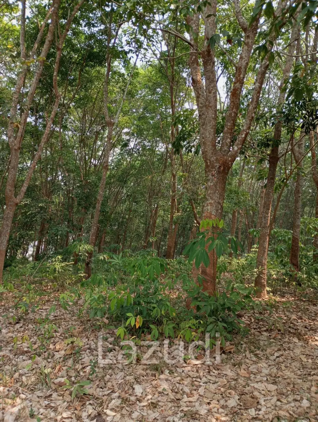 ขายที่ดิน 268 ไร่ติดกับทะเลสาบเชียงแสน ราคาพิเศษ!