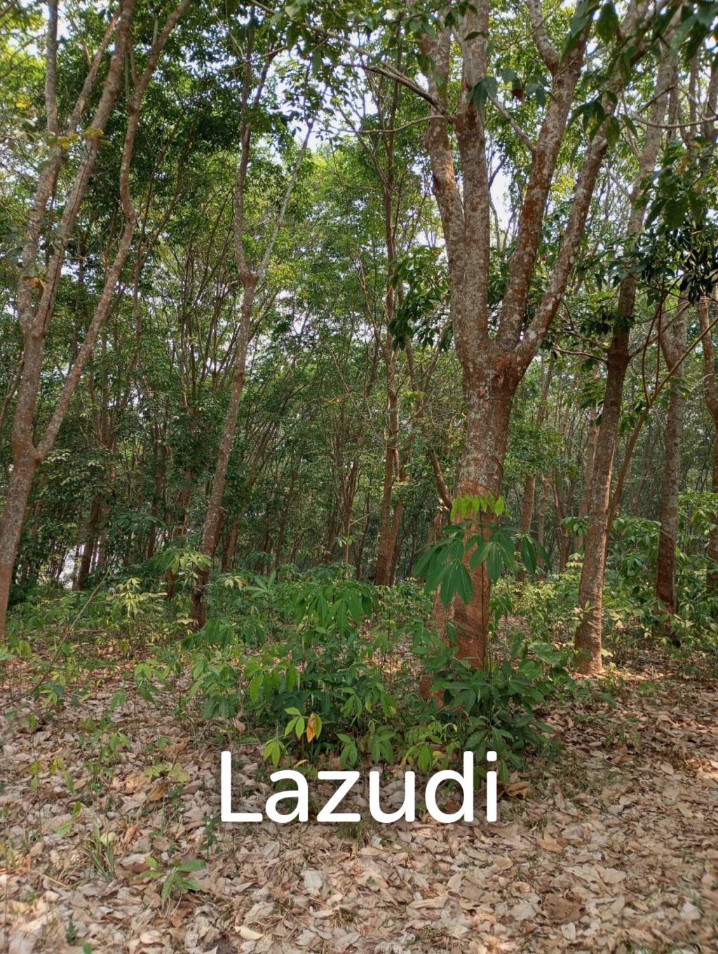 268 Rai Land For Sale Close to Chiang Saen Lake