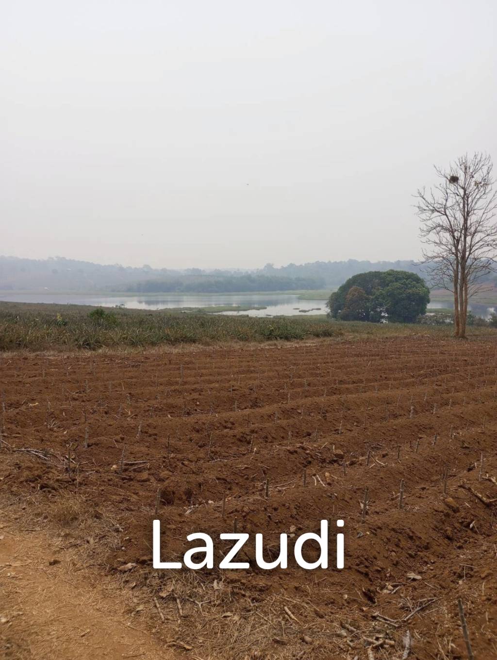 268 Rai Land For Sale Close to Chiang Saen Lake