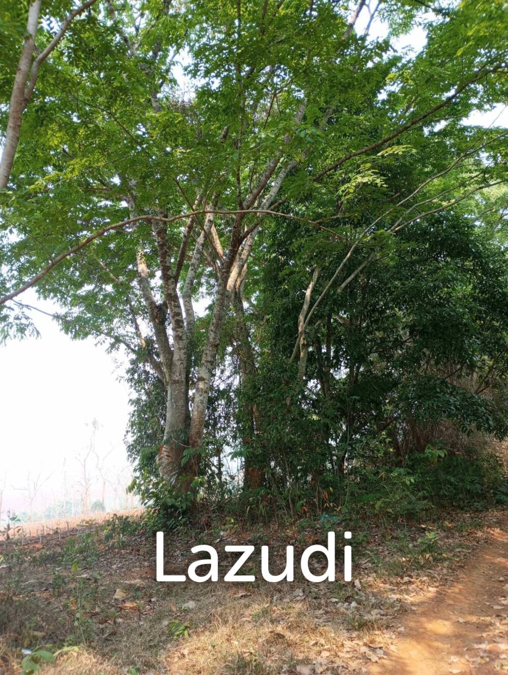 268 Rai Land For Sale Close to Chiang Saen Lake