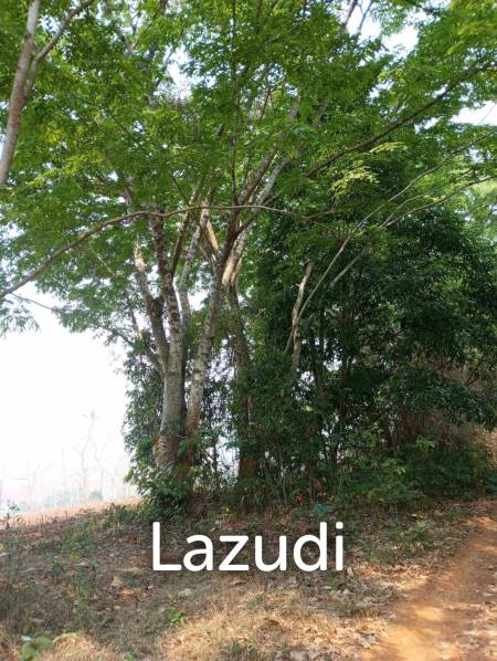 268 Rai Land For Sale Close to Chiang Saen Lake