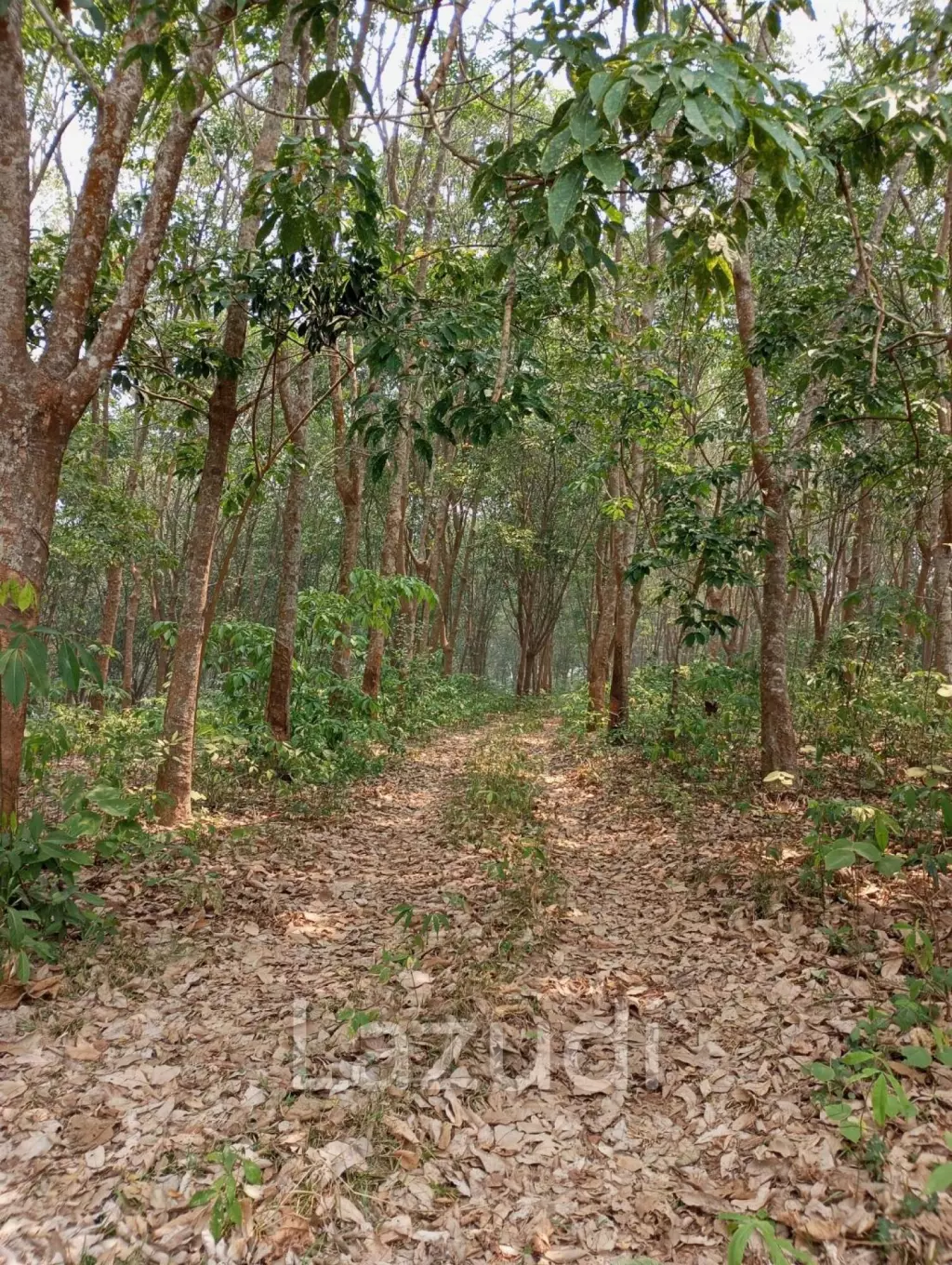 ขายที่ดิน 268 ไร่ติดกับทะเลสาบเชียงแสน ราคาพิเศษ!