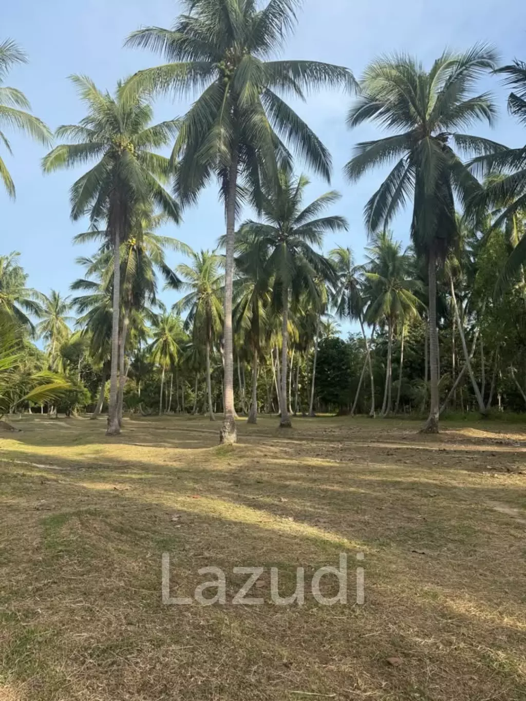 800-1600 SQM Beautiful Flat Land for Sale – Lush Green Area Between Ban Nai Suan  Bantai, Koh Phangan