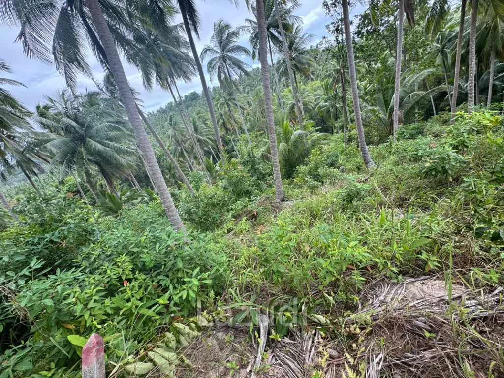 Land for Sale 11 Rai