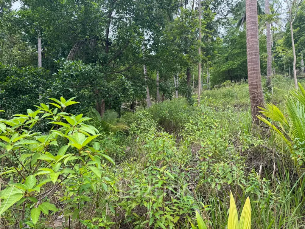 Land for Sale 11 Rai