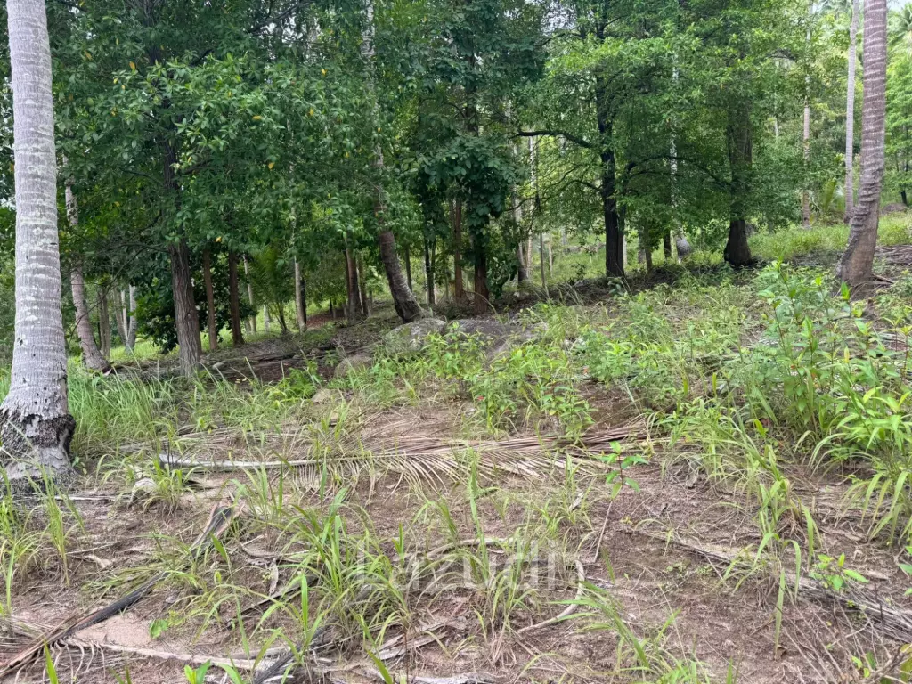 Land for Sale 11 Rai