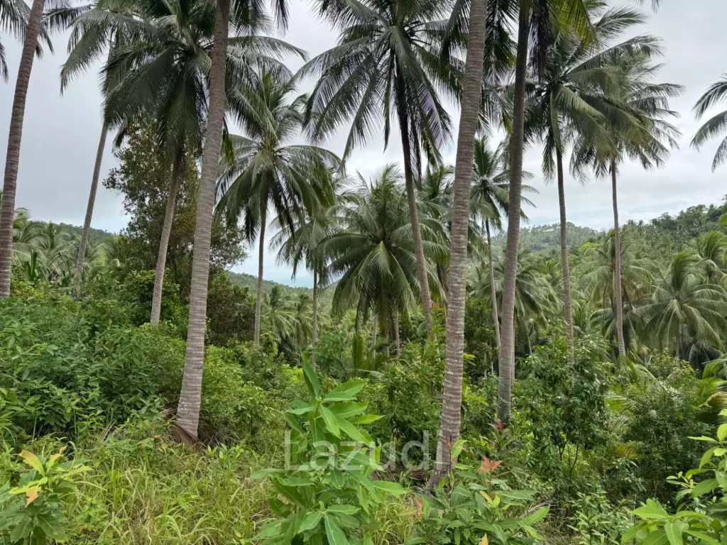 Land for Sale 11 Rai
