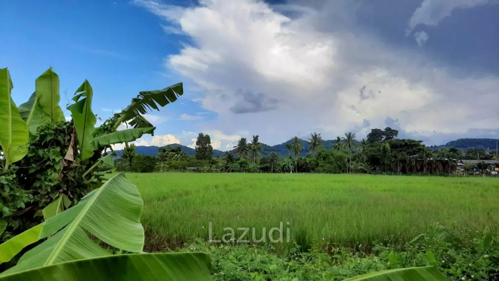Land for sale 800 SQ.M. on the Main Road To Thoeng