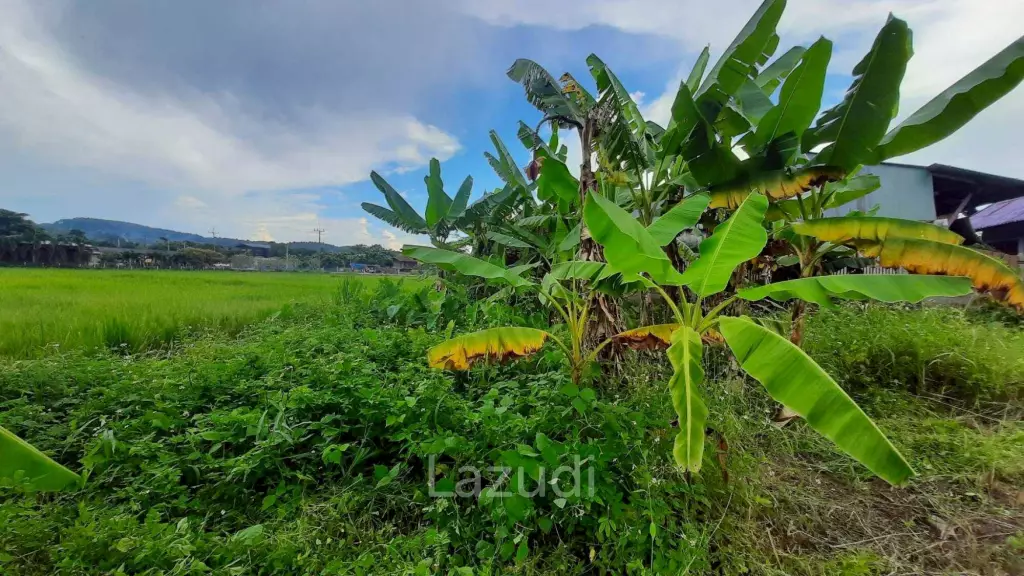 Land for sale 800 SQ.M. on the Main Road To Thoeng