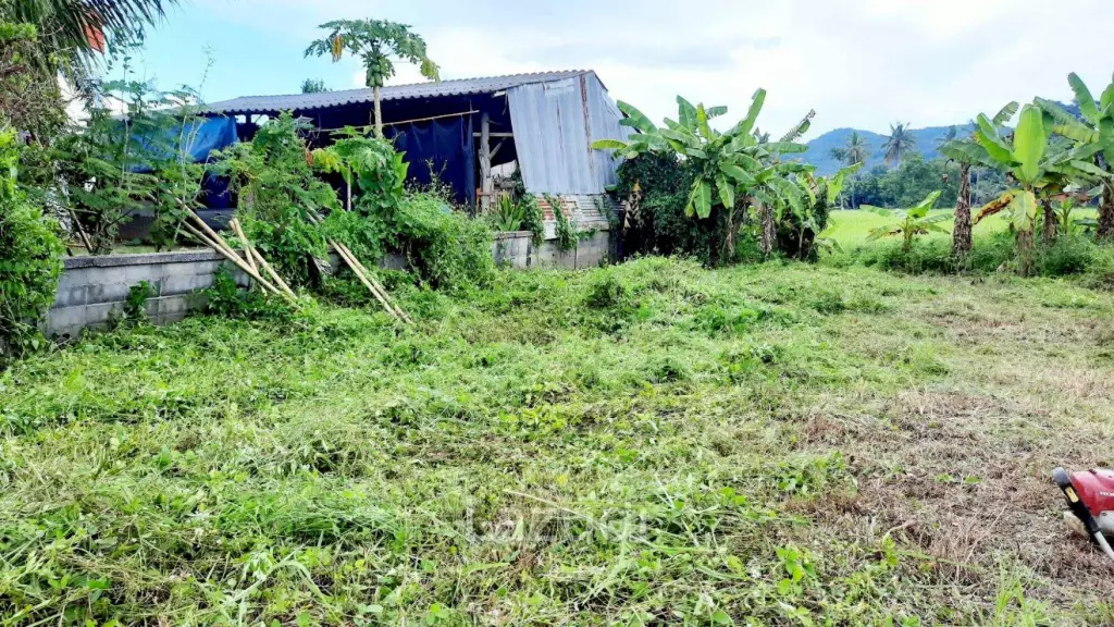 Land for sale 800 SQ.M. on the Main Road To Thoeng