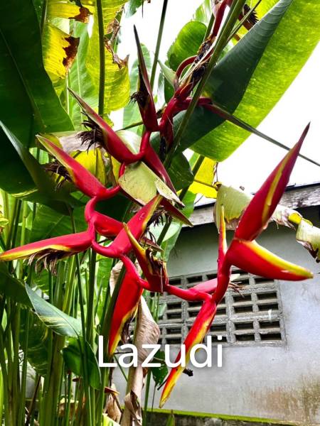 2 Bedrooms Lanna Style House For Sale in Garden