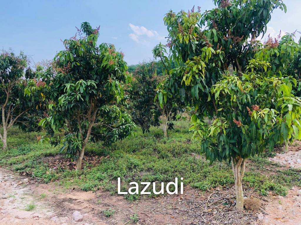 7 Rai Land for Sale Near the Chiang Rai-Chiang Khong Bypass.