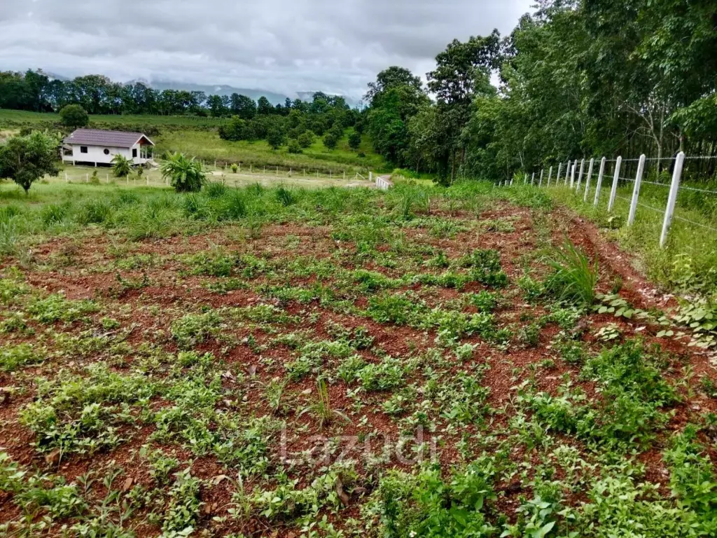 7 Rai Land for Sale Near the Chiang Rai-Chiang Khong Bypass.