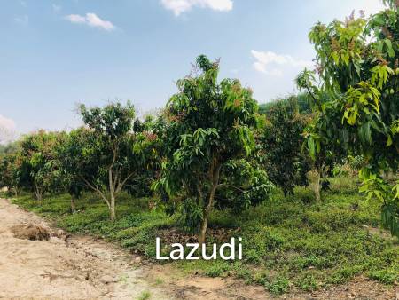 7 Rai Land for Sale Near the Chiang Rai-Chiang Khong Bypass.