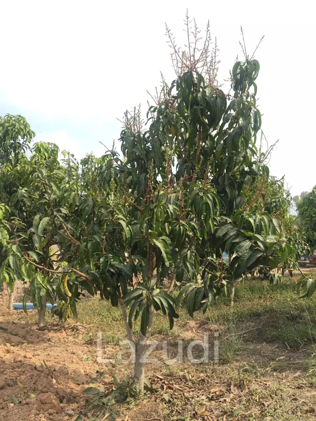 7 Rai Land for Sale Near the Chiang Rai-Chiang Khong Bypass.