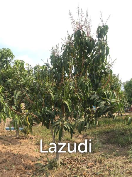 7 Rai Land for Sale Near the Chiang Rai-Chiang Khong Bypass.