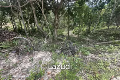 Excellent Investment in Coconutland