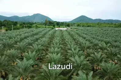 30 Rai Date Palm Garden for Sale