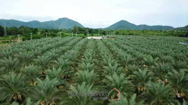 30 Rai Date Palm Garden for Sale