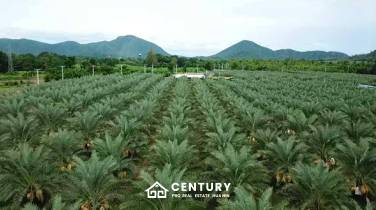 30 Rai Date Palm Garden for Sale