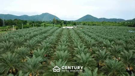 30 Rai Date Palm Garden for Sale