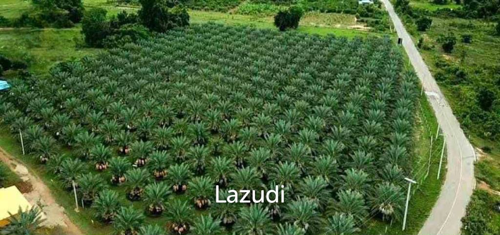 30 Rai Date Palm Garden for Sale