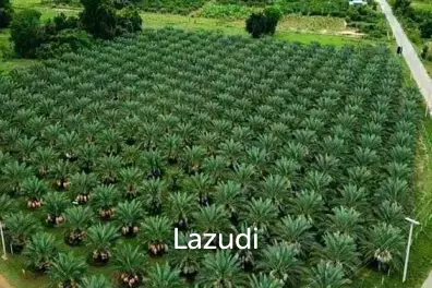 30 Rai Date Palm Garden for Sale