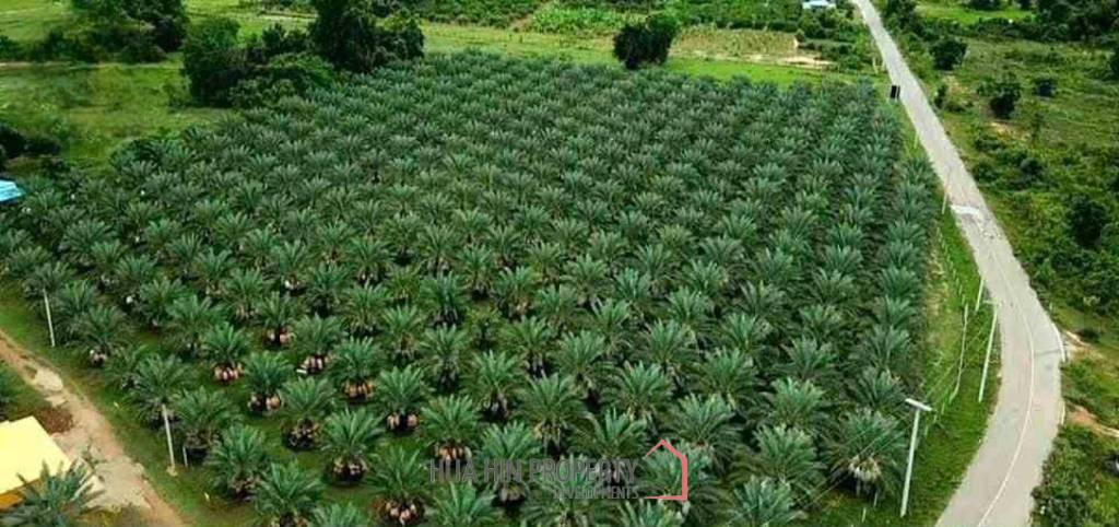 30 Rai Date Palm Garden for Sale