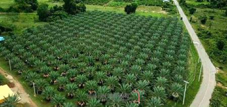 30 Rai Date Palm Garden for Sale