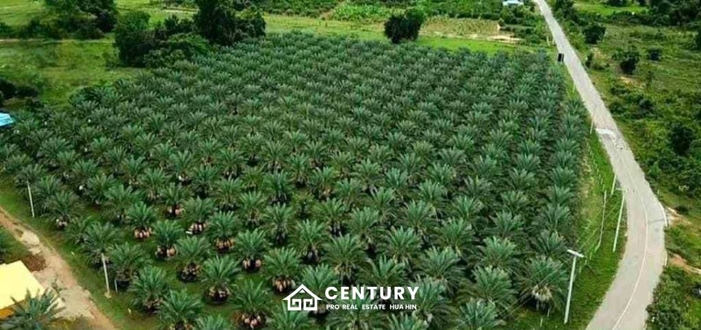 30 Rai Date Palm Garden for Sale