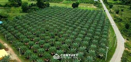 30 Rai Date Palm Garden for Sale