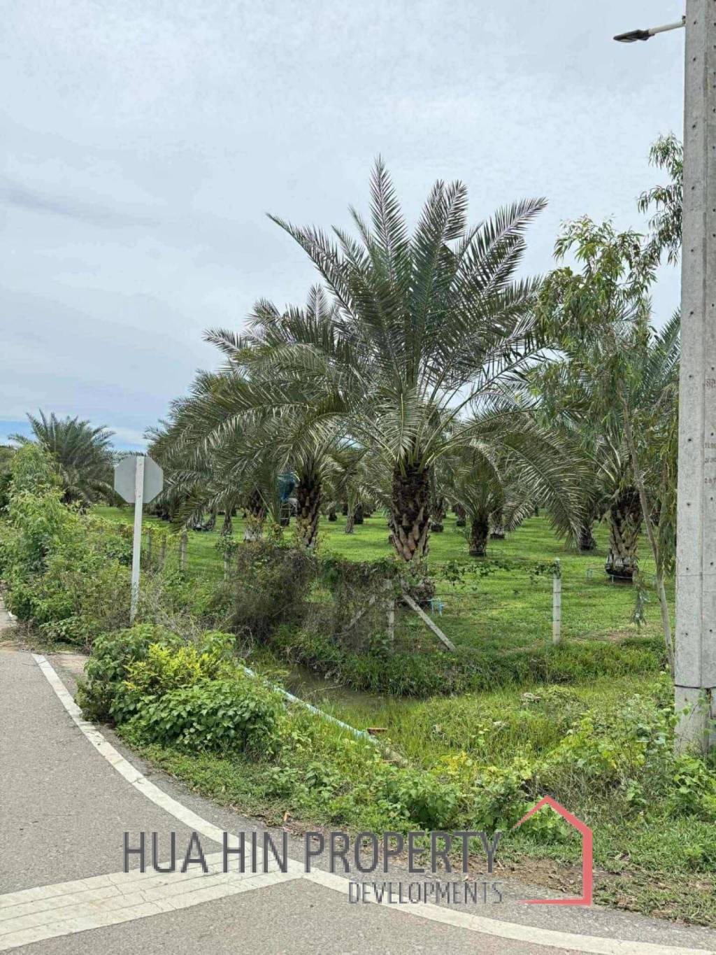 30 Rai Date Palm Garden for Sale