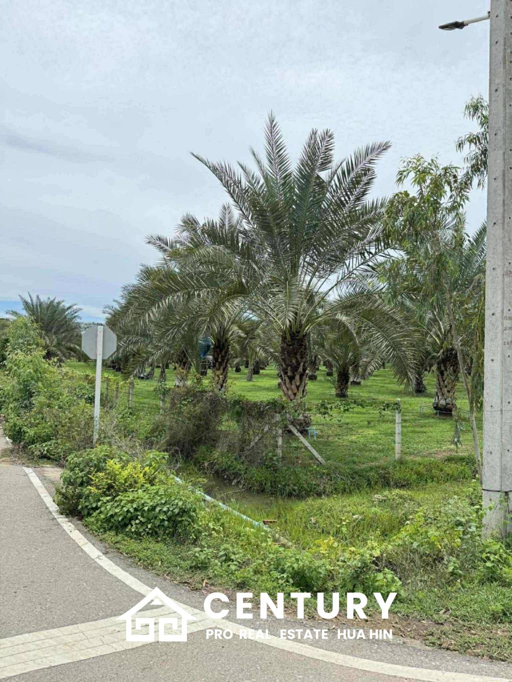 30 Rai Date Palm Garden for Sale