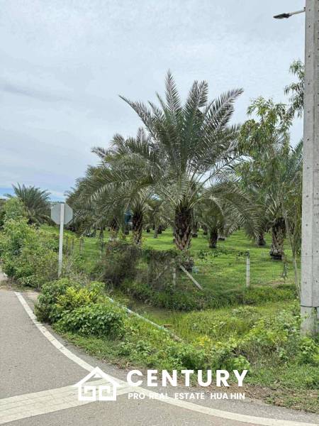 30 Rai Date Palm Garden for Sale