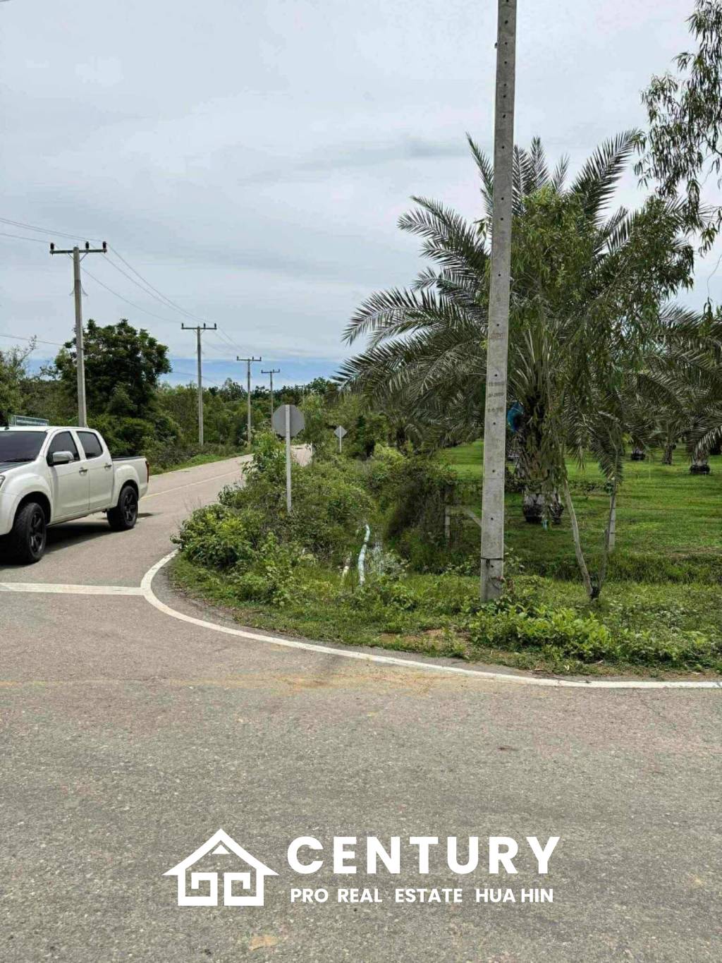 30 Rai Date Palm Garden for Sale