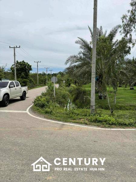 30 Rai Date Palm Garden for Sale