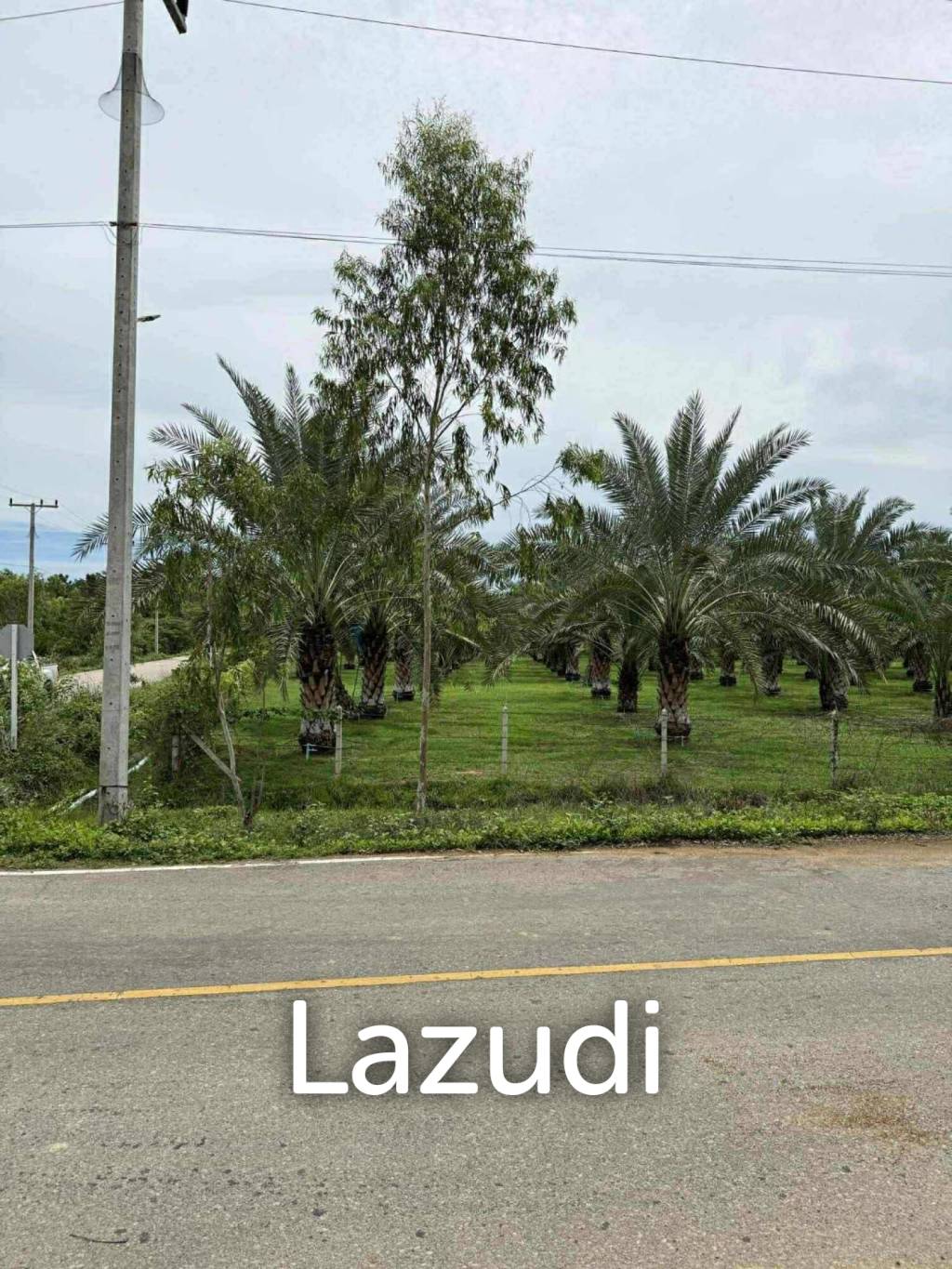 30 Rai Date Palm Garden for Sale