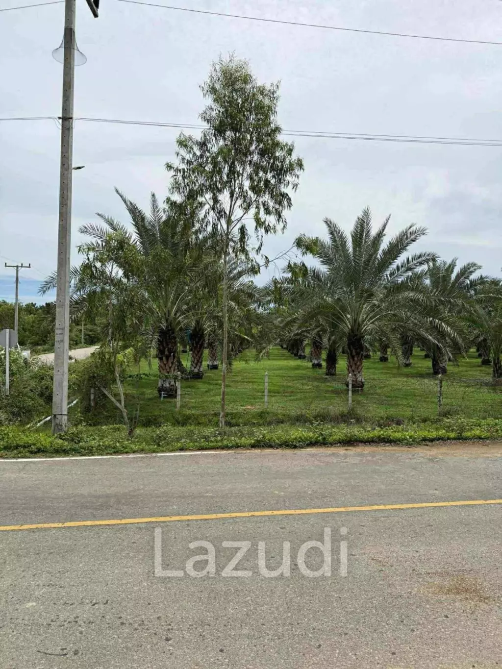 30 Rai Date Palm Garden for Sale