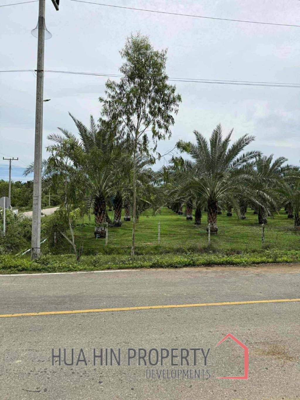30 Rai Date Palm Garden for Sale