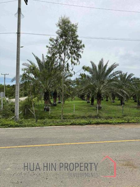 30 Rai Date Palm Garden for Sale