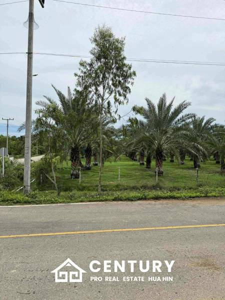 30 Rai Date Palm Garden for Sale