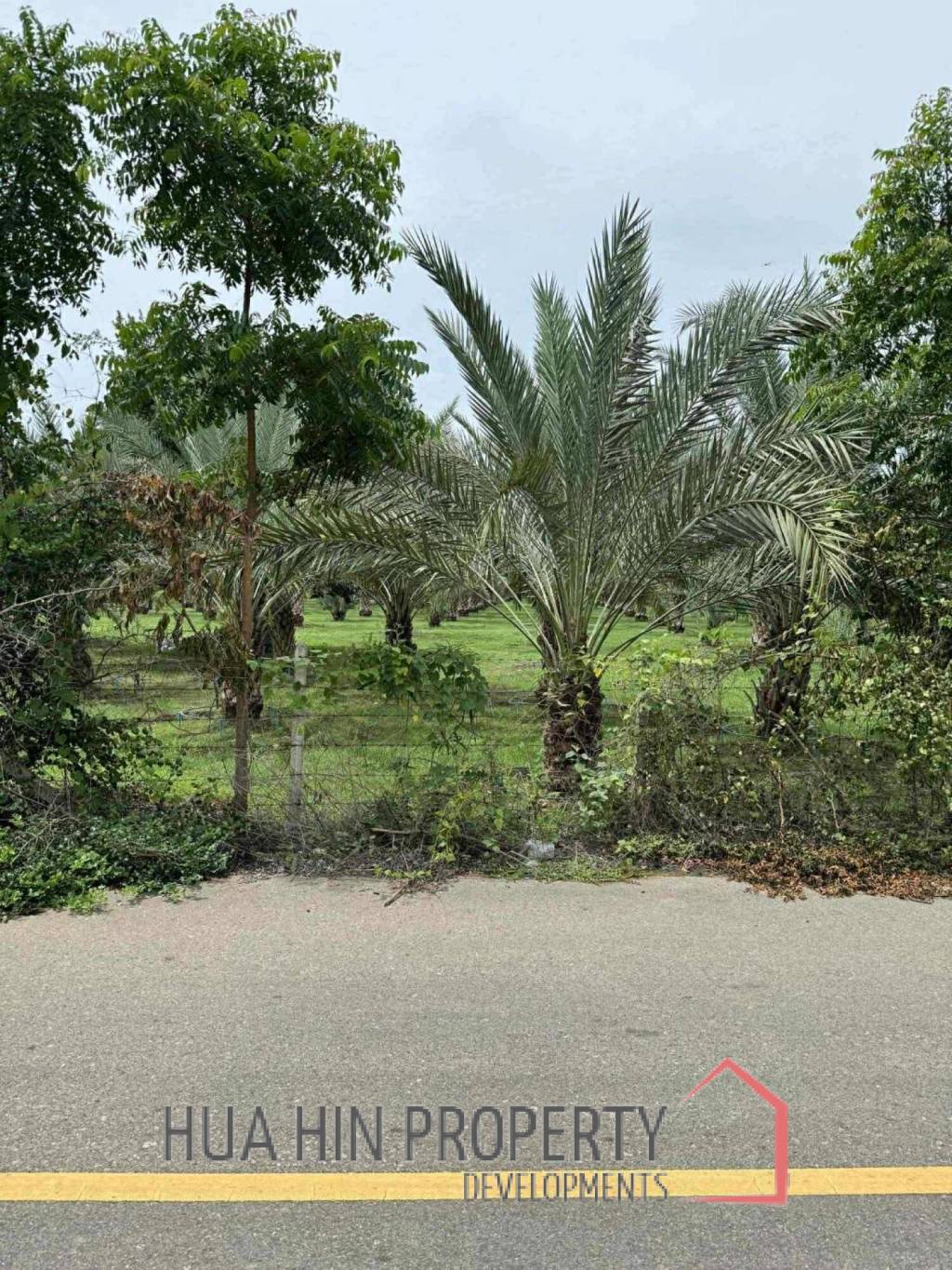 30 Rai Date Palm Garden for Sale