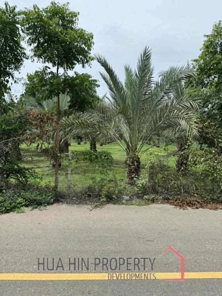 30 Rai Date Palm Garden for Sale